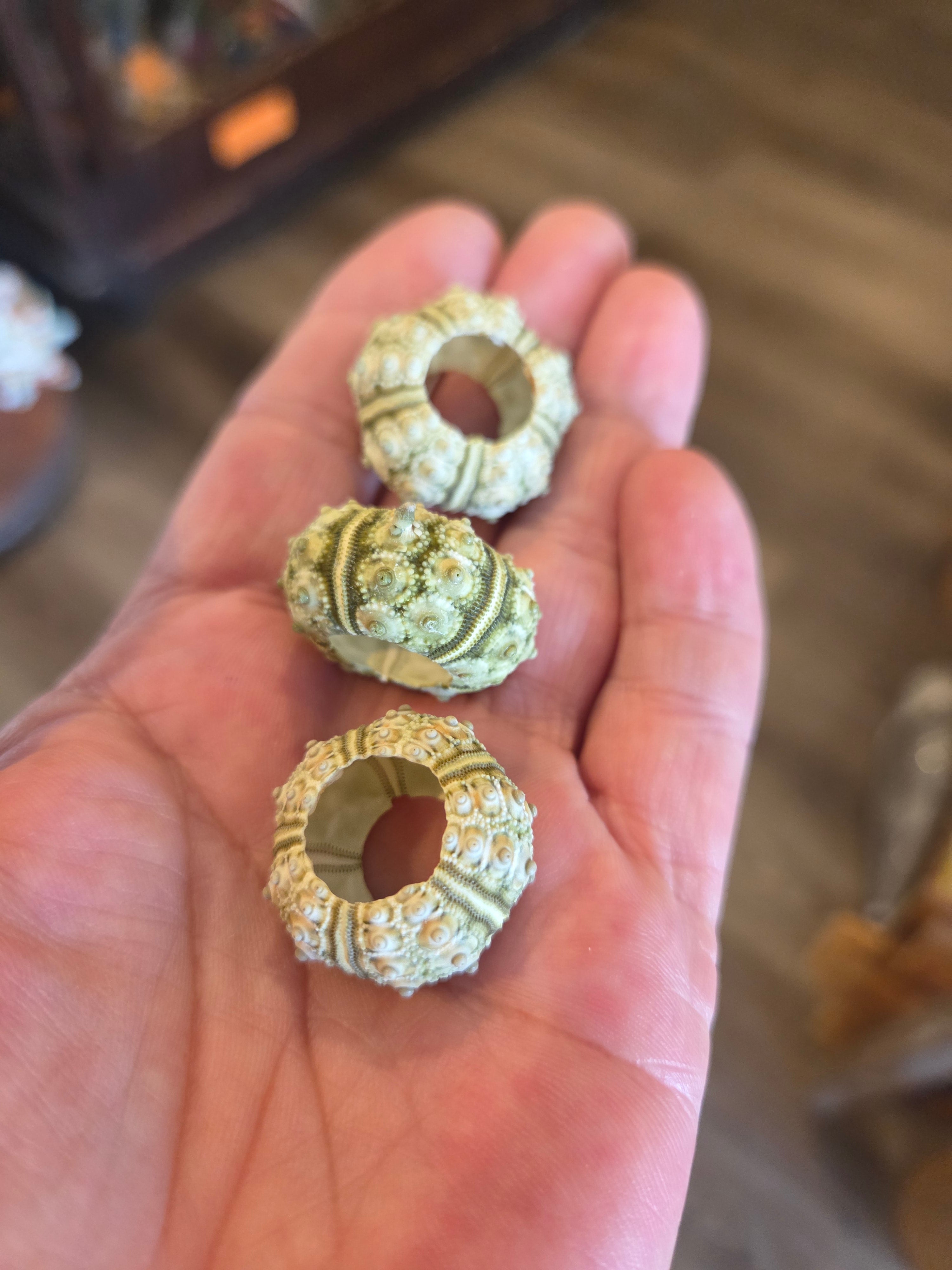 Green Sputnik Urchin Test Shell