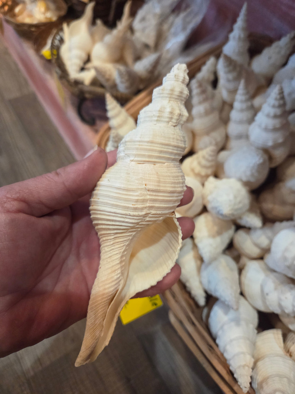 Fusus Colus White Spindle Shell