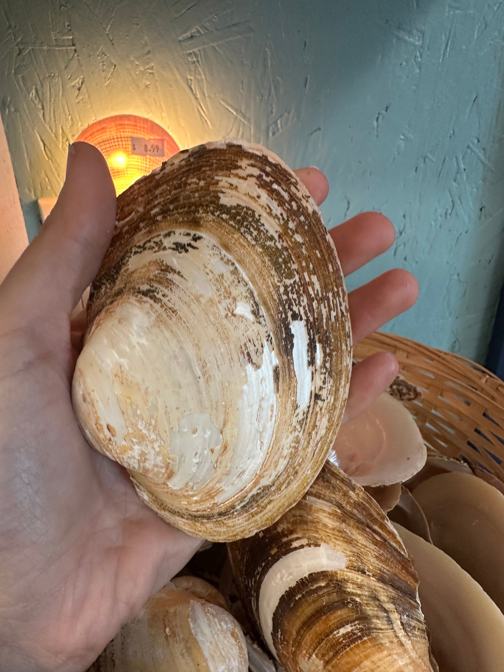 Mexican Pearl River Clam Shell 4-5"