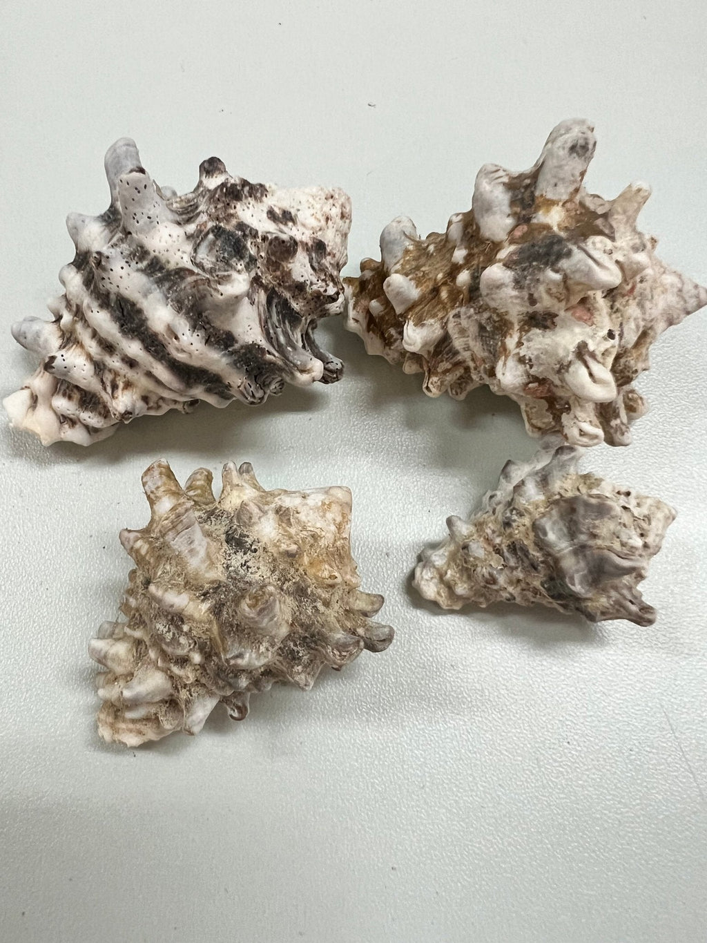 Rock Murex Shells Vasum Cornigerum