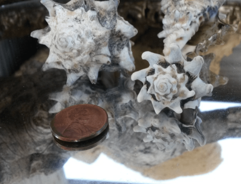 Rock Murex Shells Vasum Cornigerum