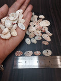 Rosy Keyhole Limpet Mix BULK