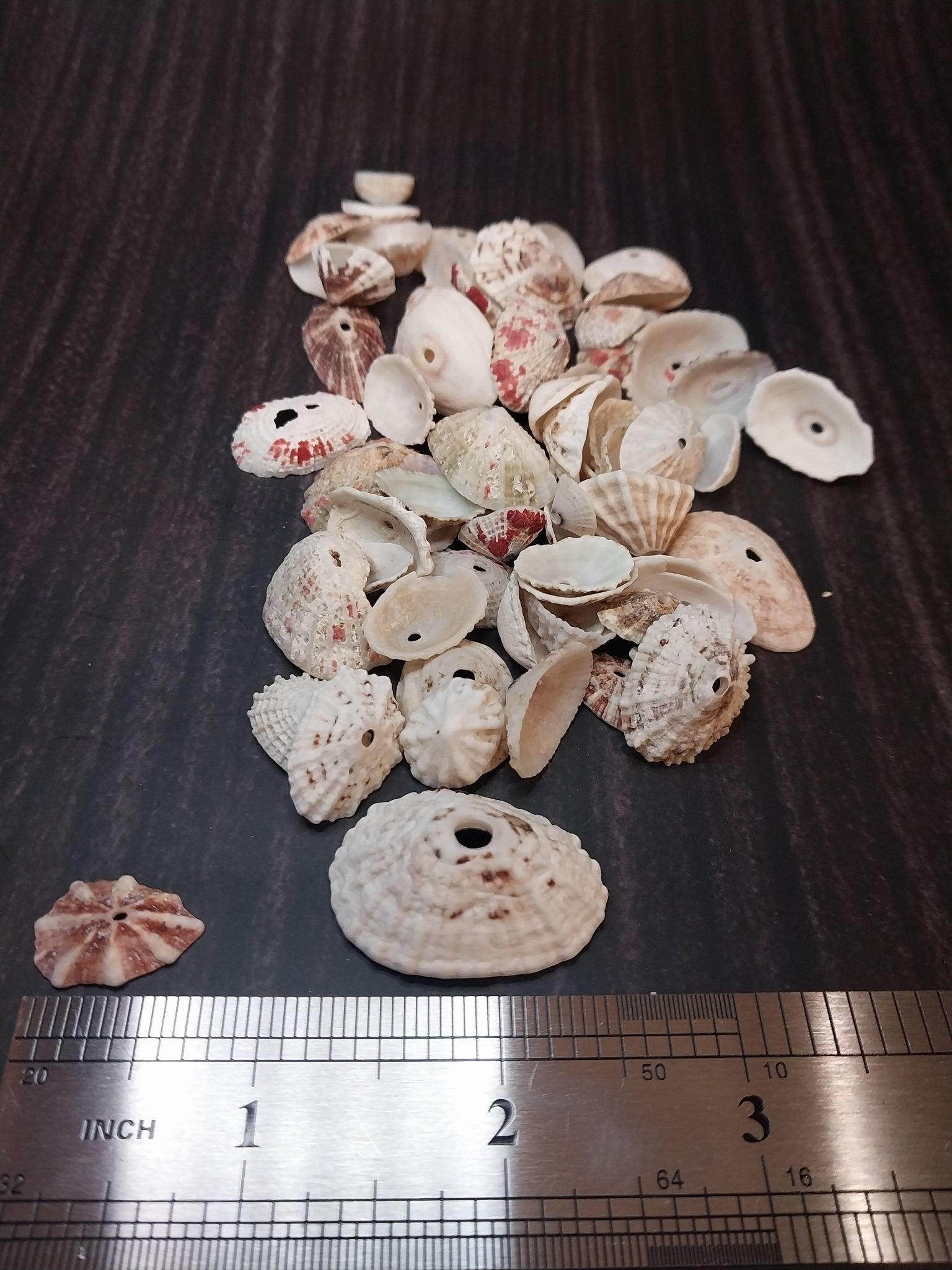 Rosy Keyhole Limpet Mix BULK