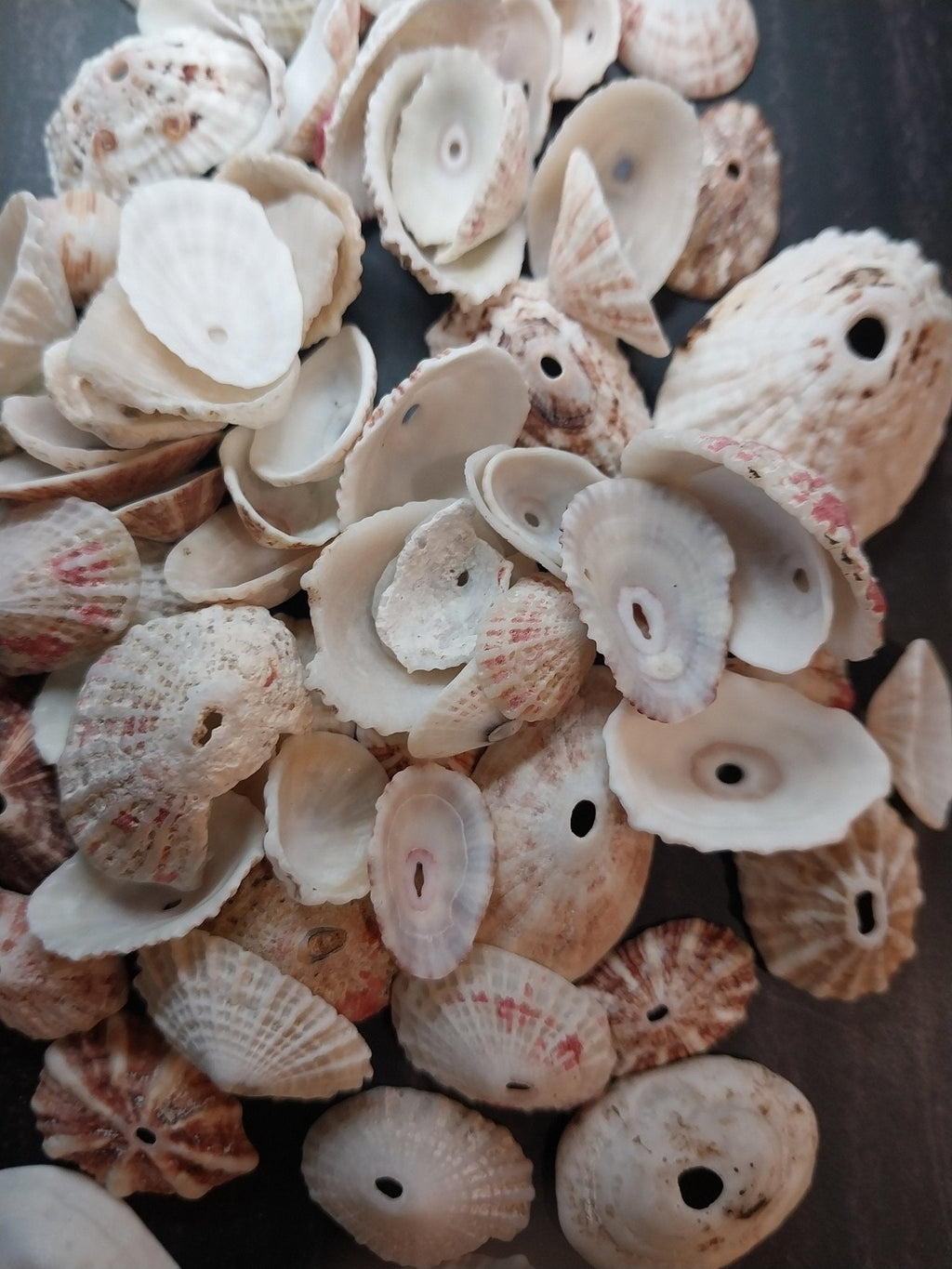 Rosy Keyhole Limpet Mix BULK