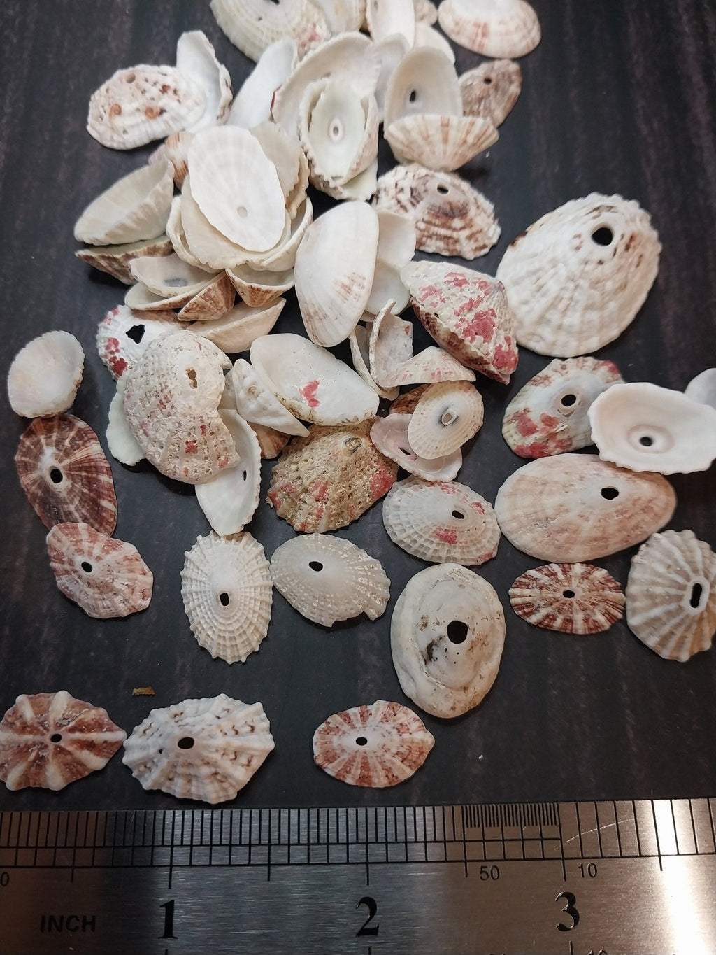 Rosy Keyhole Limpet Mix BULK