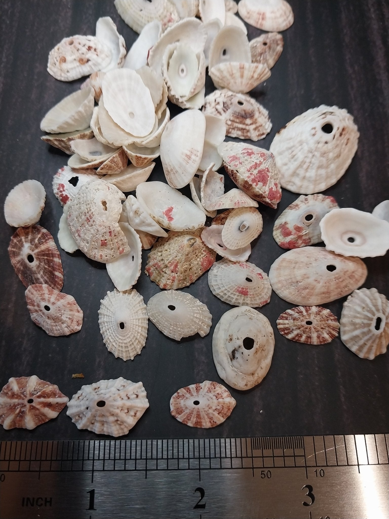 Rosy Keyhole Limpet Mix BULK