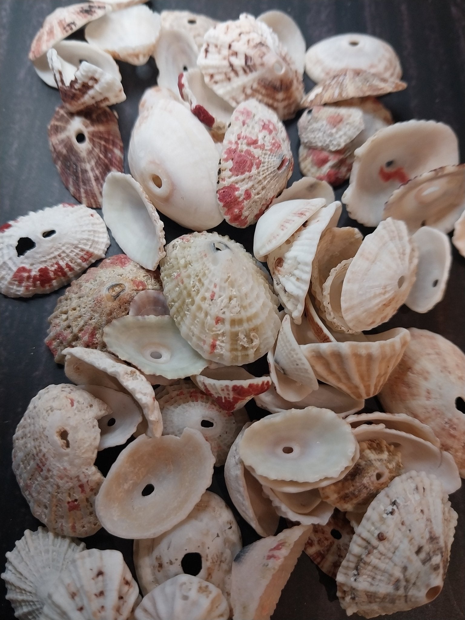 Rosy Keyhole Limpet Mix