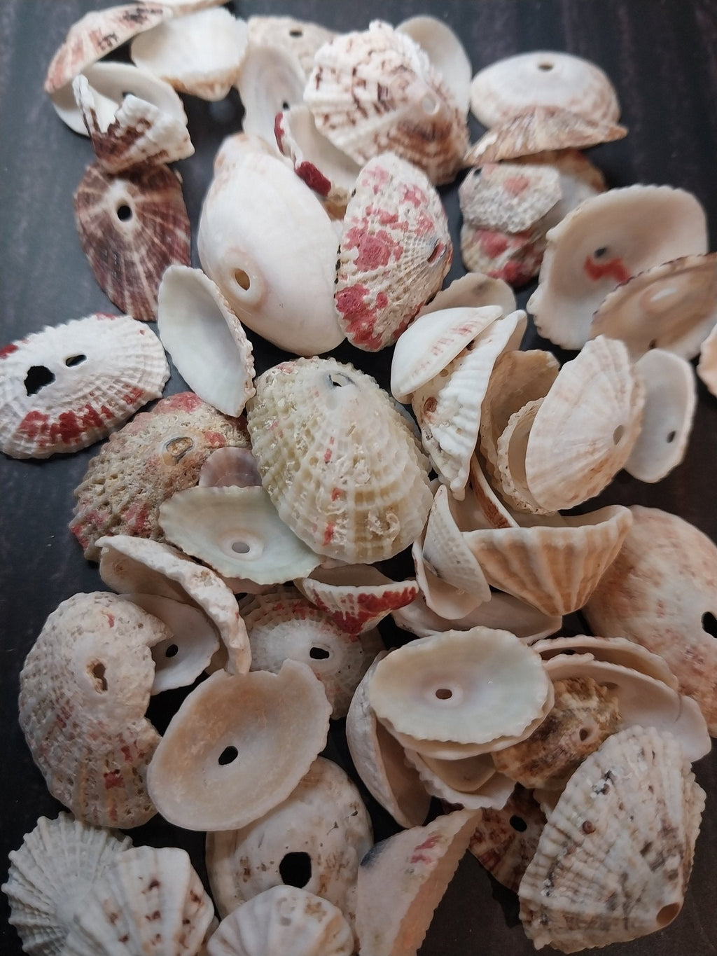 Rosy Keyhole Limpet Mix BULK