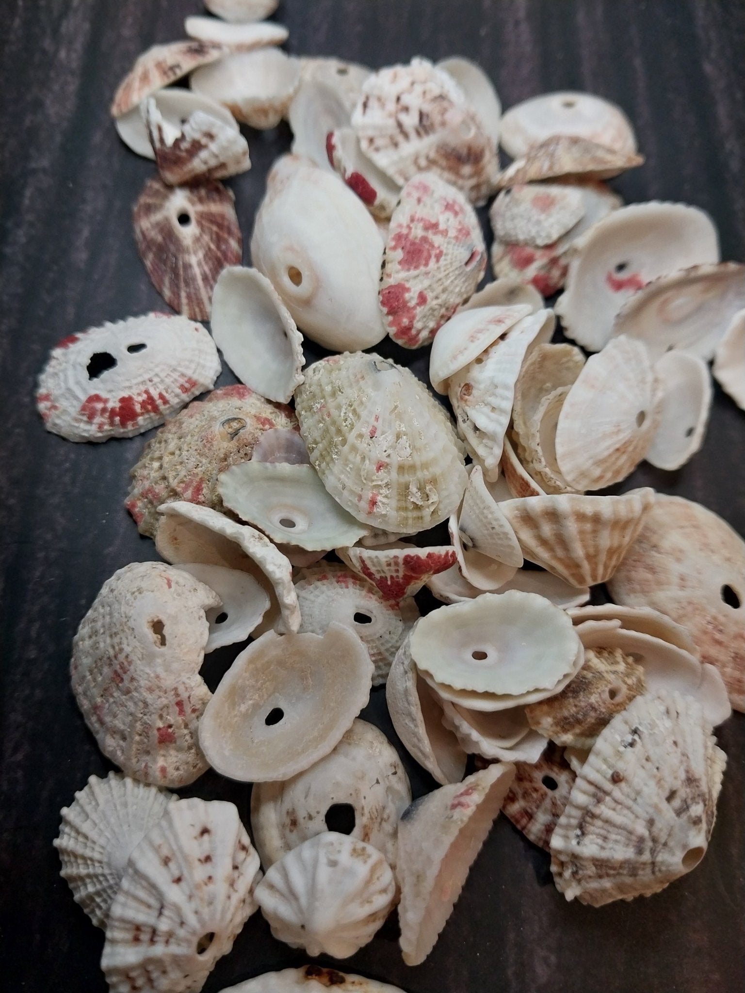 Rosy Keyhole Limpet Mix