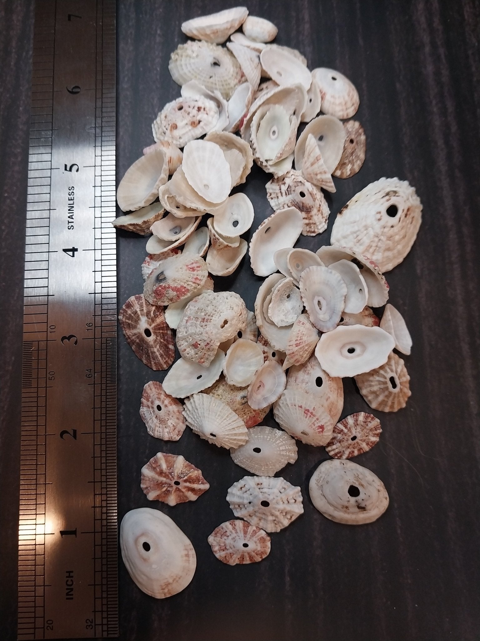 Rosy Keyhole Limpet Mix BULK