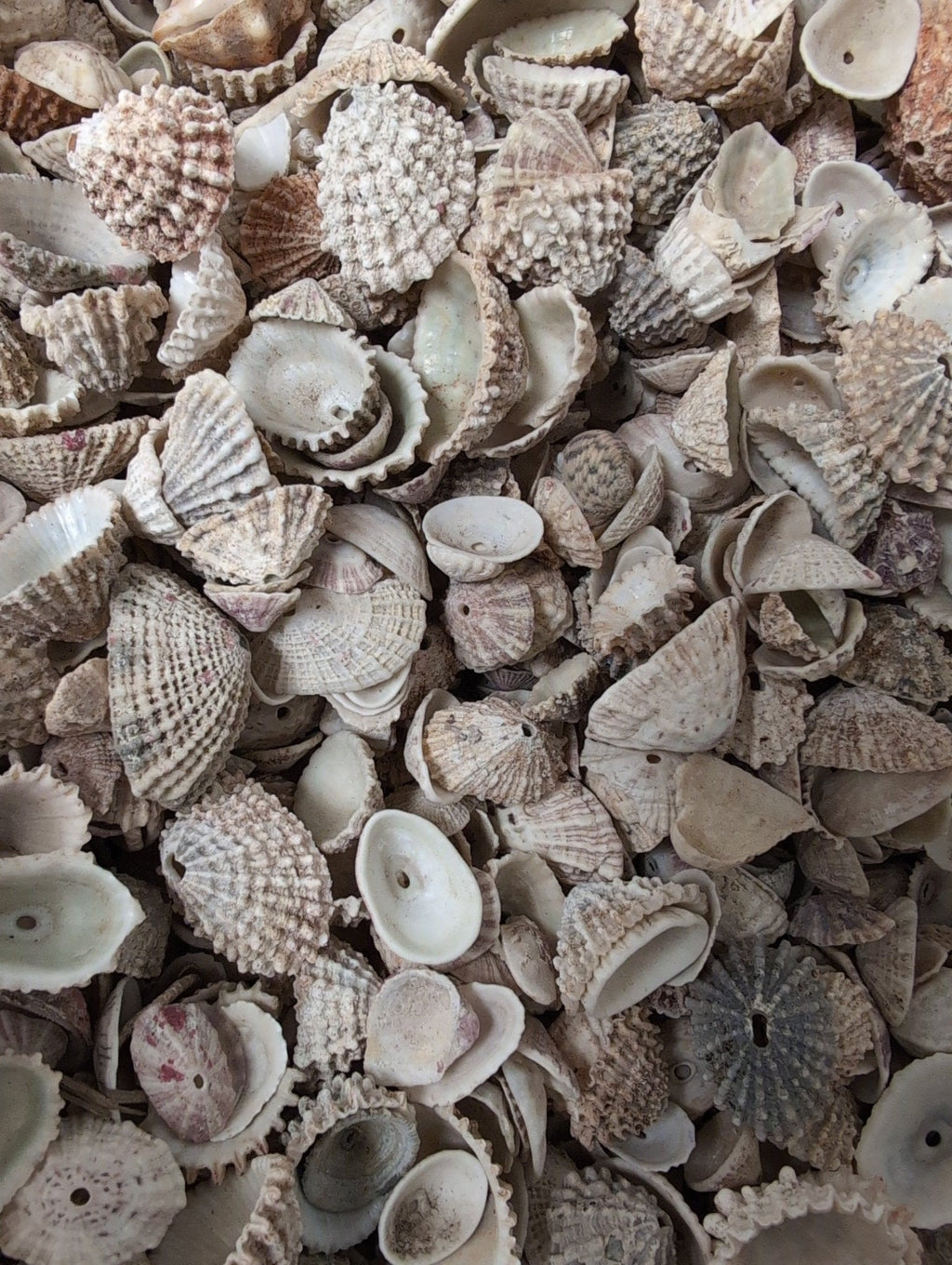 Rosy Keyhole Limpet Mix BULK