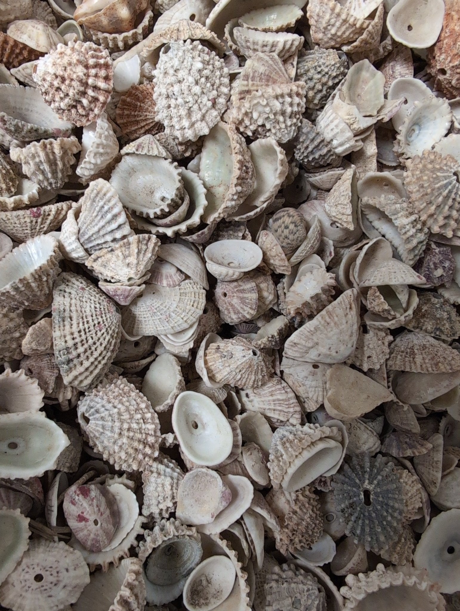 Rosy Keyhole Limpet Mix BULK