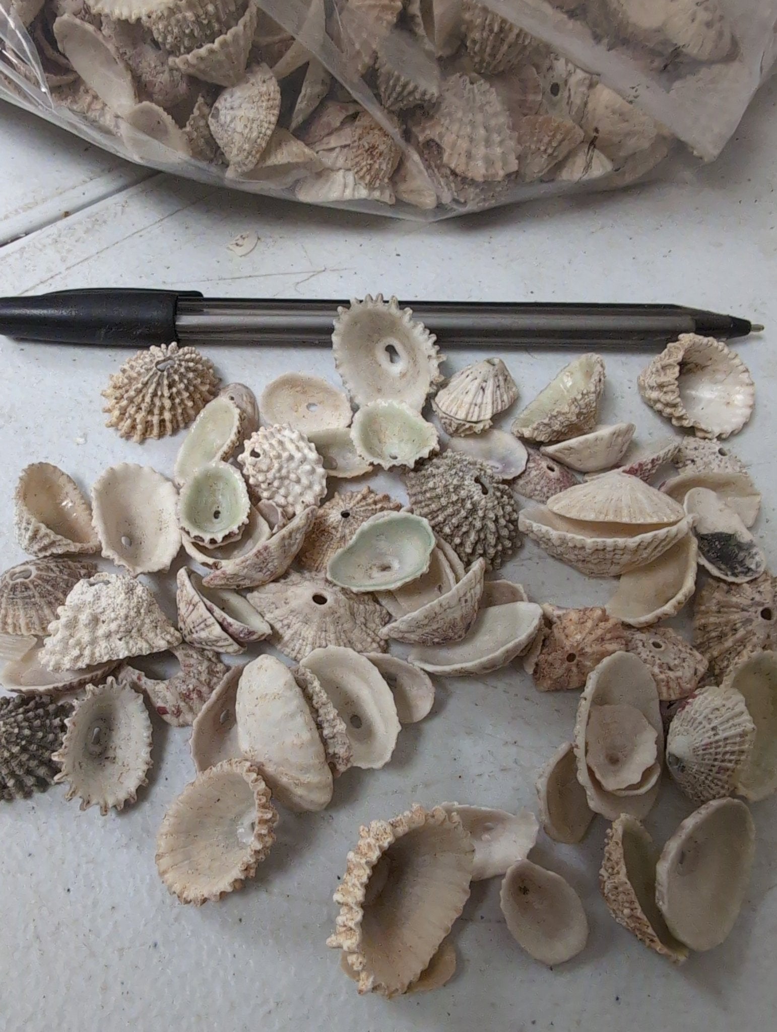 Rosy Keyhole Limpet Mix BULK