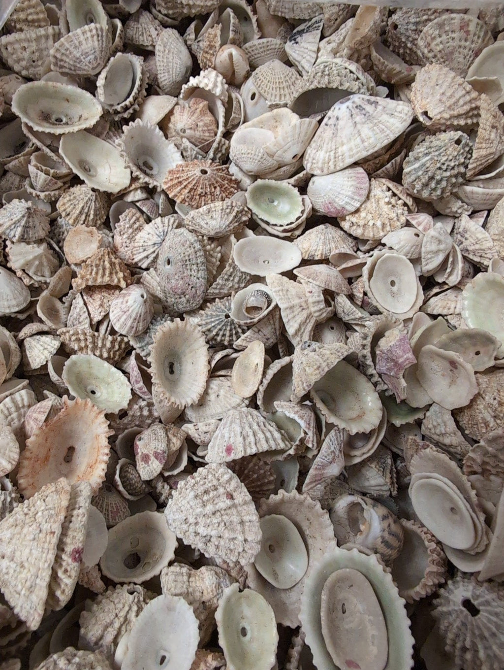 Rosy Keyhole Limpet Mix