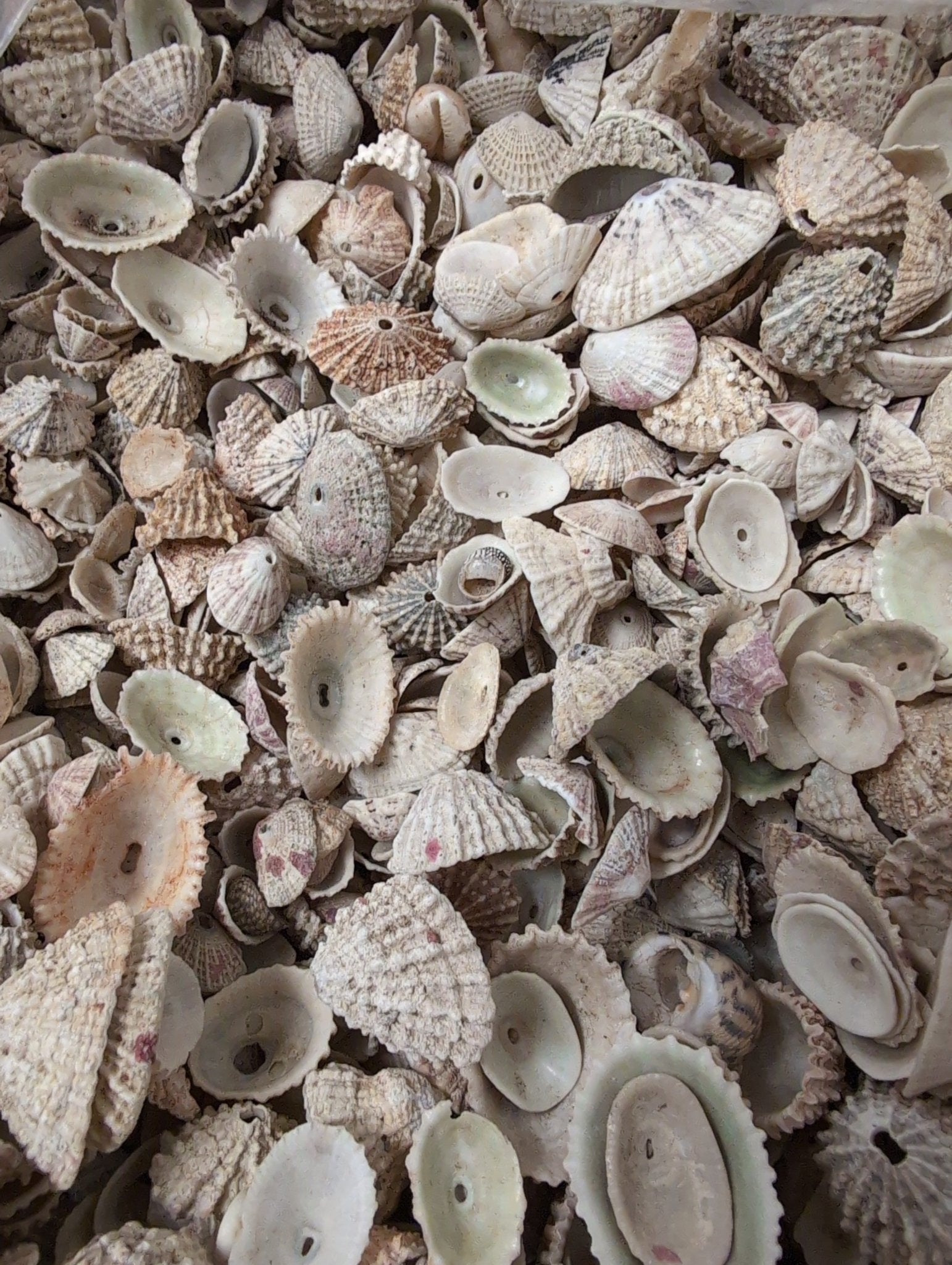 Rosy Keyhole Limpet Mix