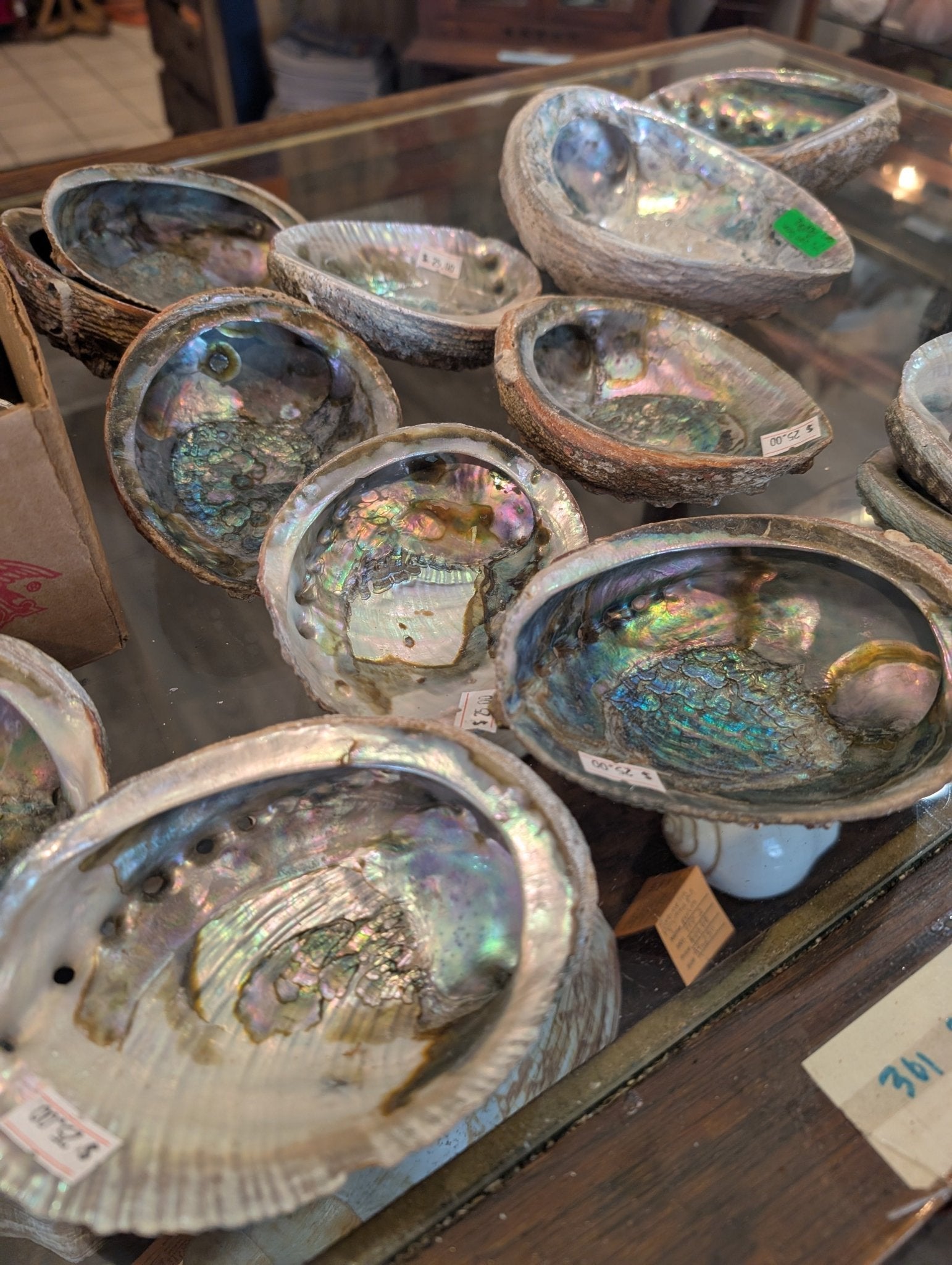 Rust Back Light Green Abalone Shell - Haliotis Fulgens
