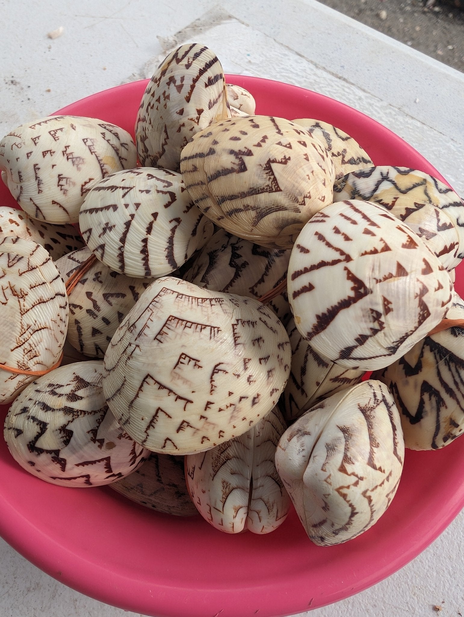 Script Venus Clam (Lioconcha Castrensis) zigzag tent shell