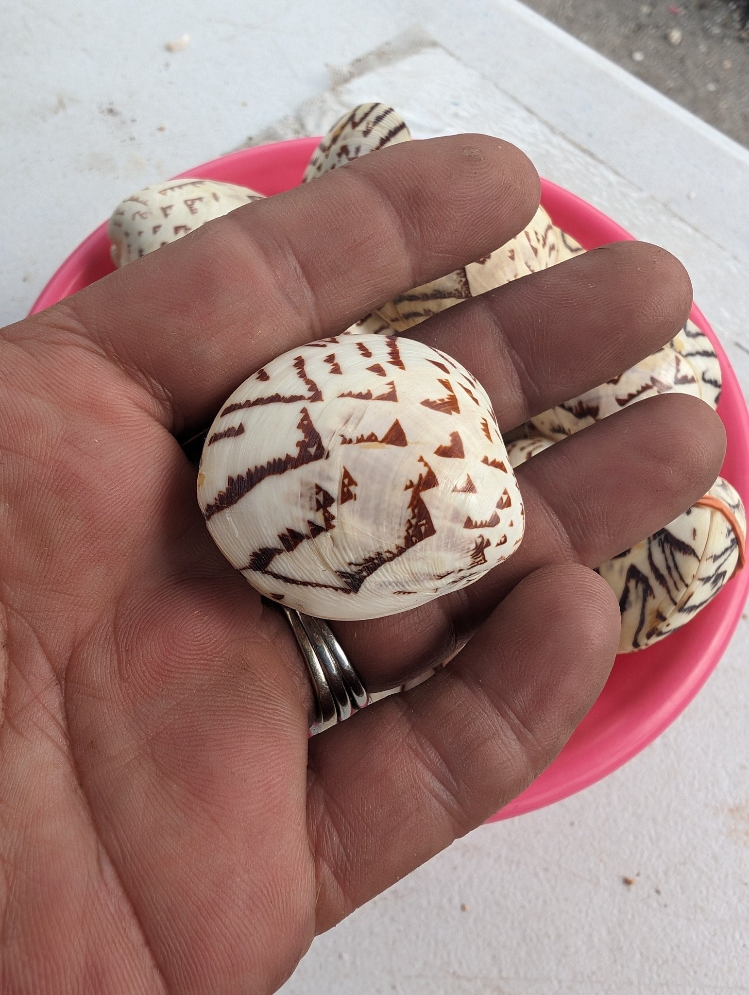 Script Venus Clam (Lioconcha Castrensis) zigzag tent shell
