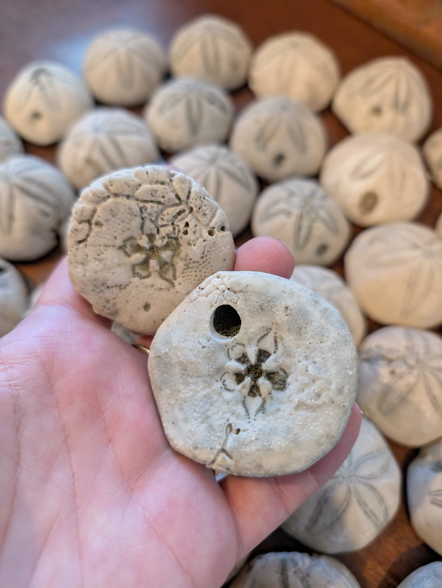 Sea Biscuit Fossil