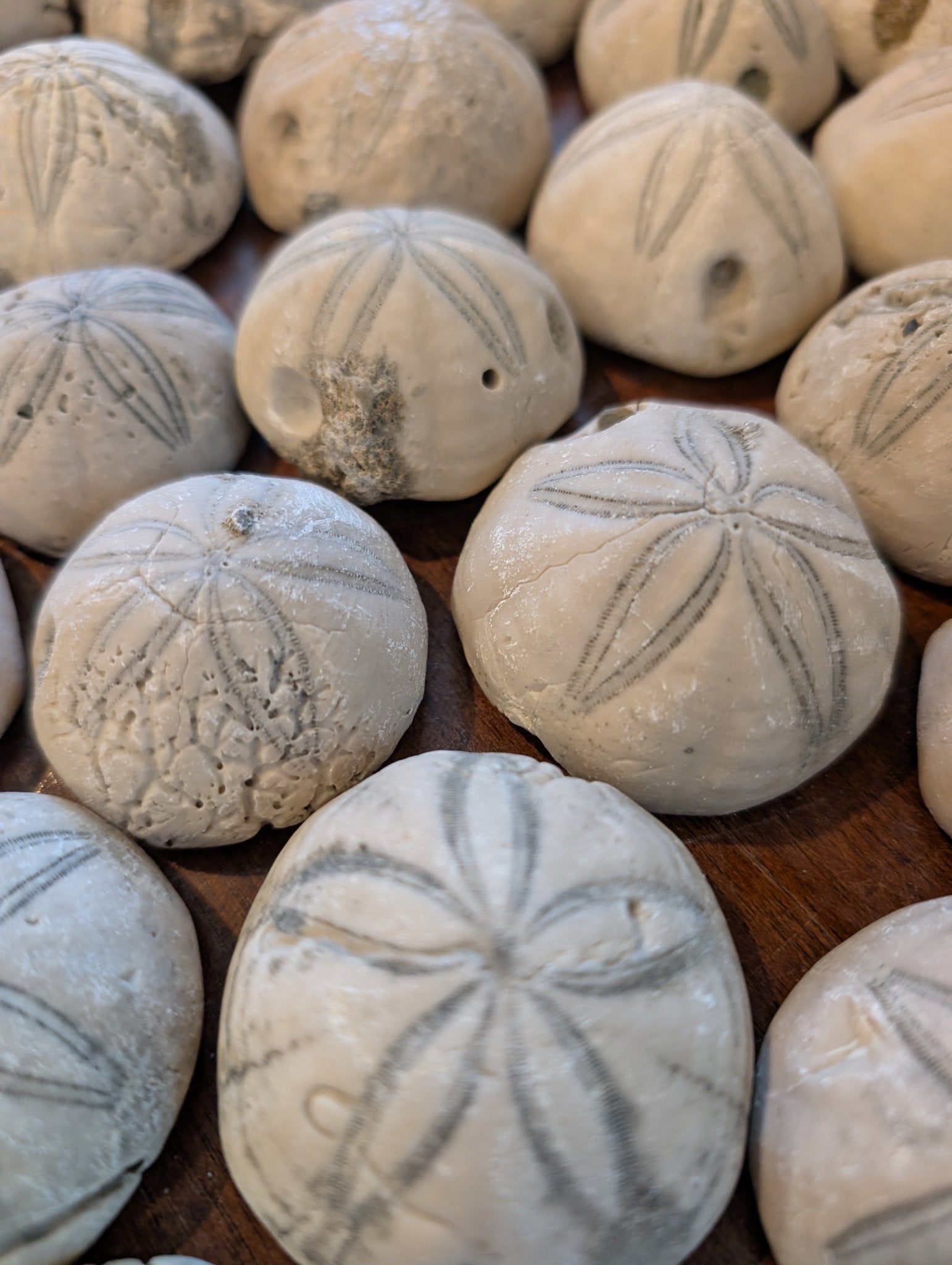 Sea Biscuit Fossil