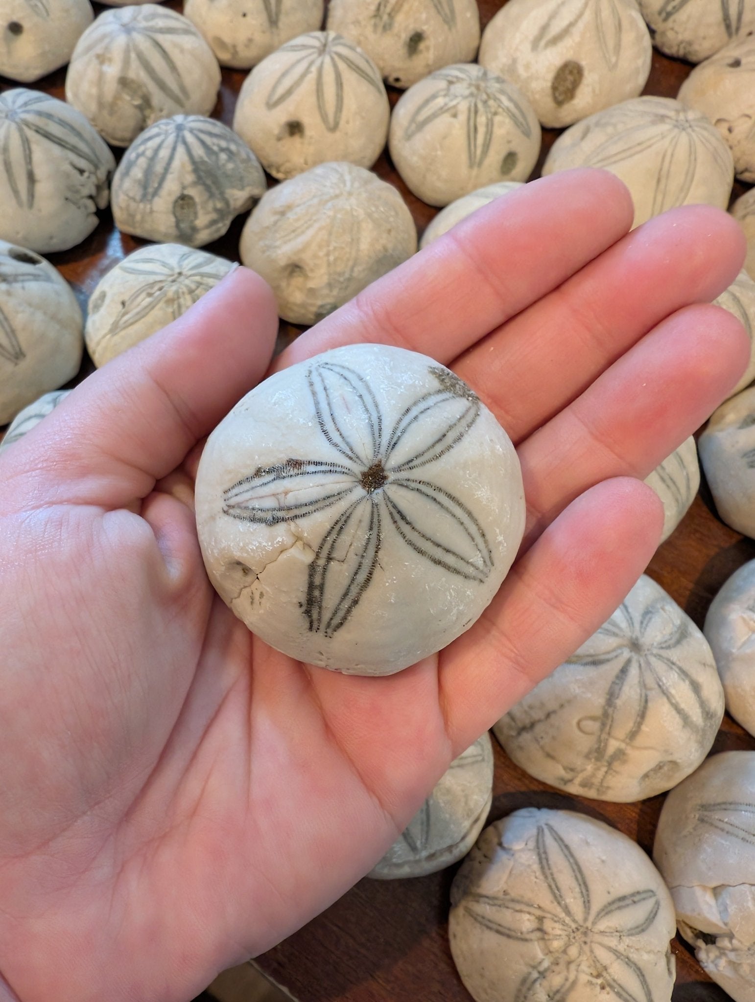 Sea Biscuit Fossil