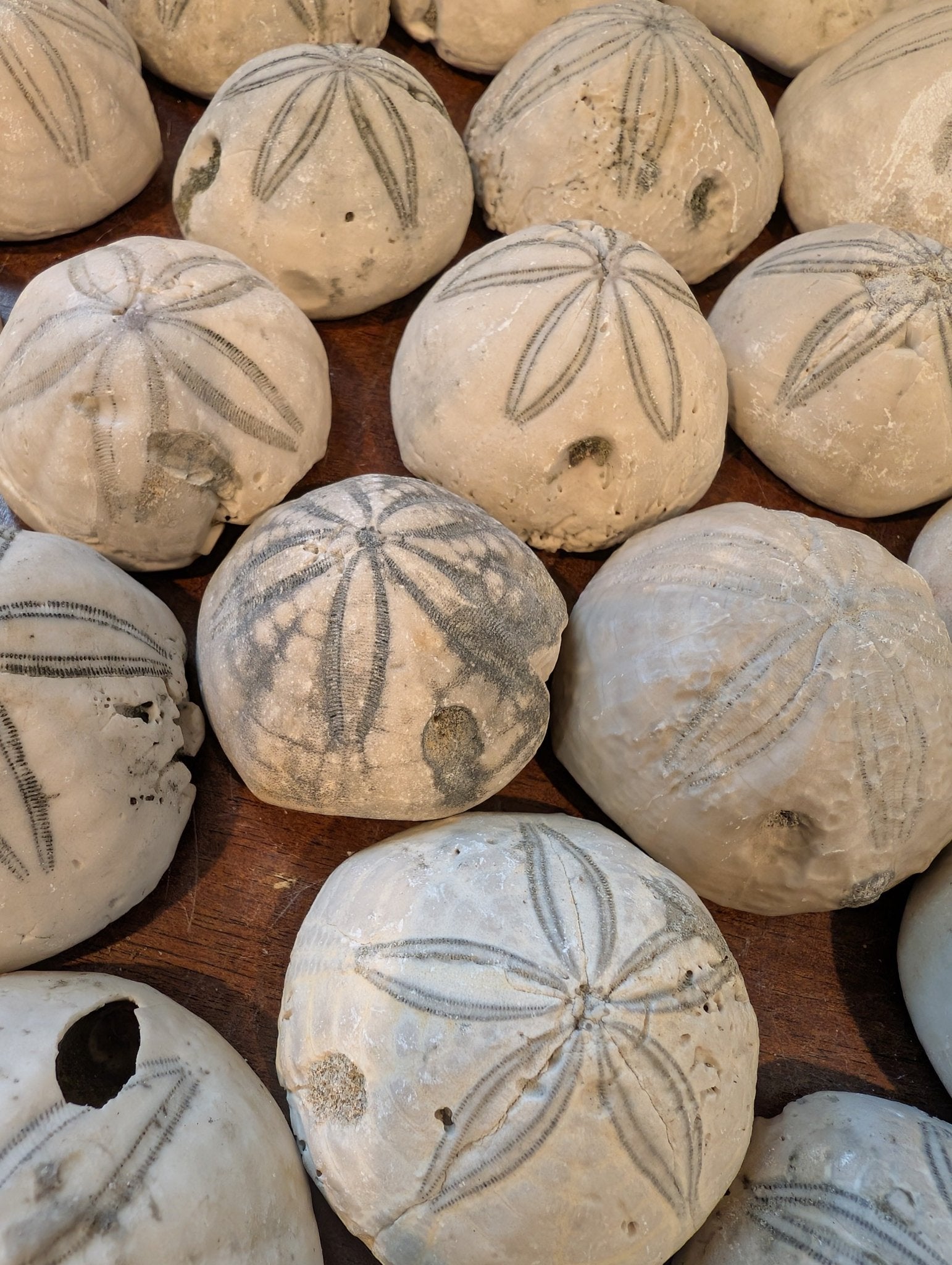 Sea Biscuit Fossil