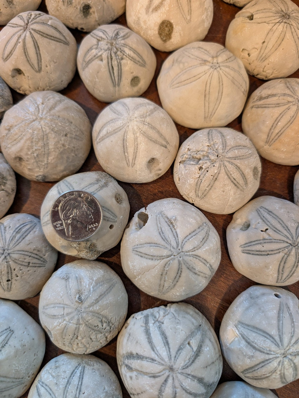 Sea Biscuit Fossil