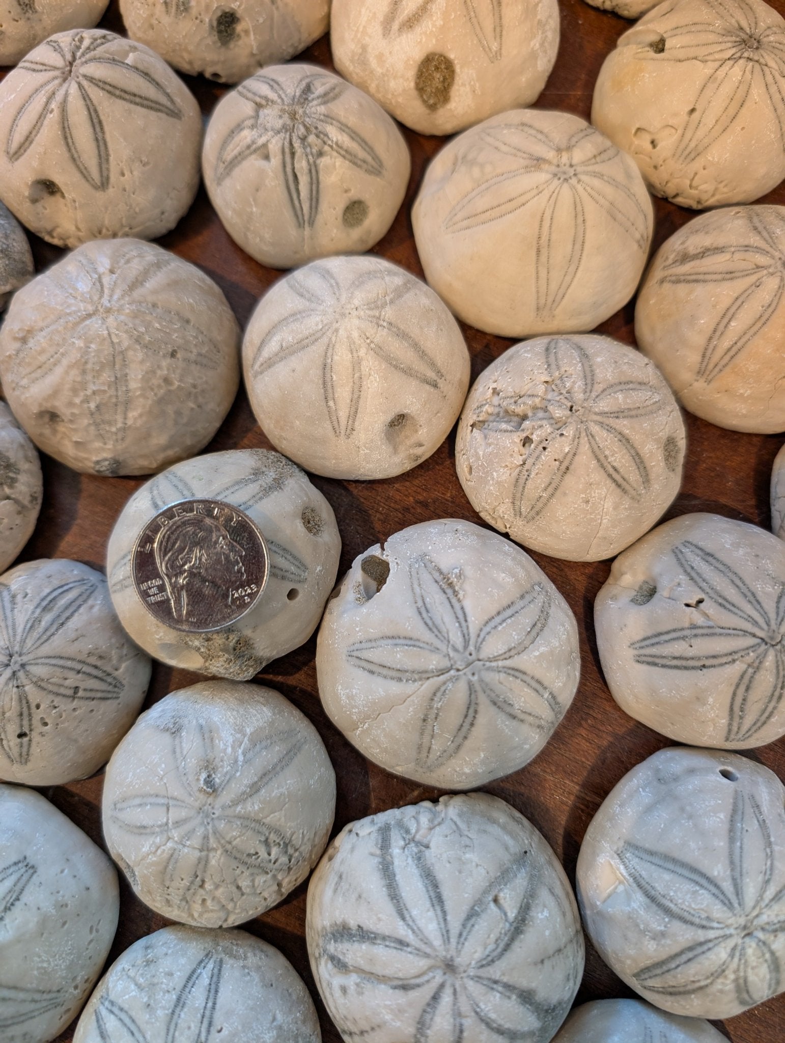 Sea Biscuit Fossil