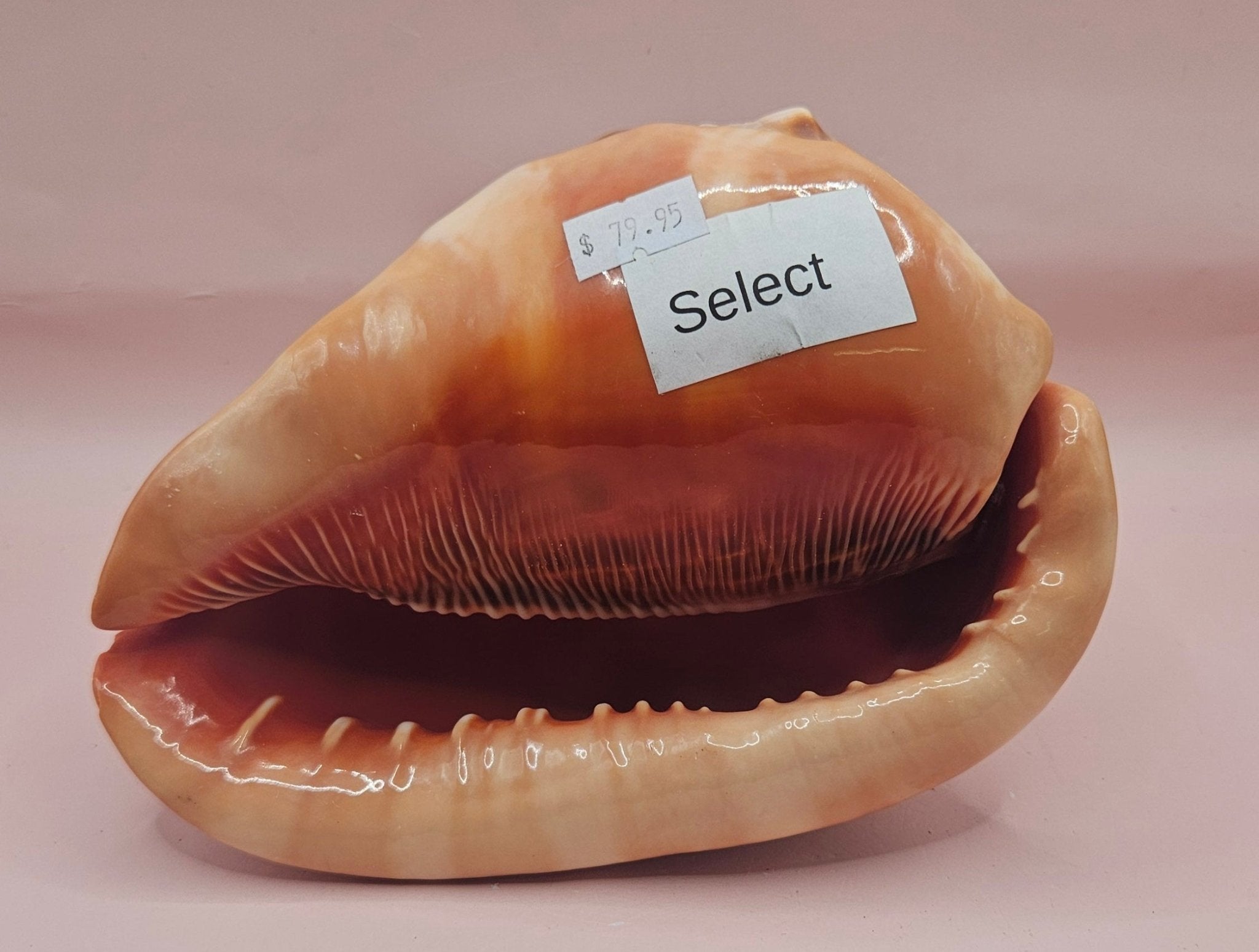 Select Bullmouth Cameo Helmet Shell 7x5x4 Display