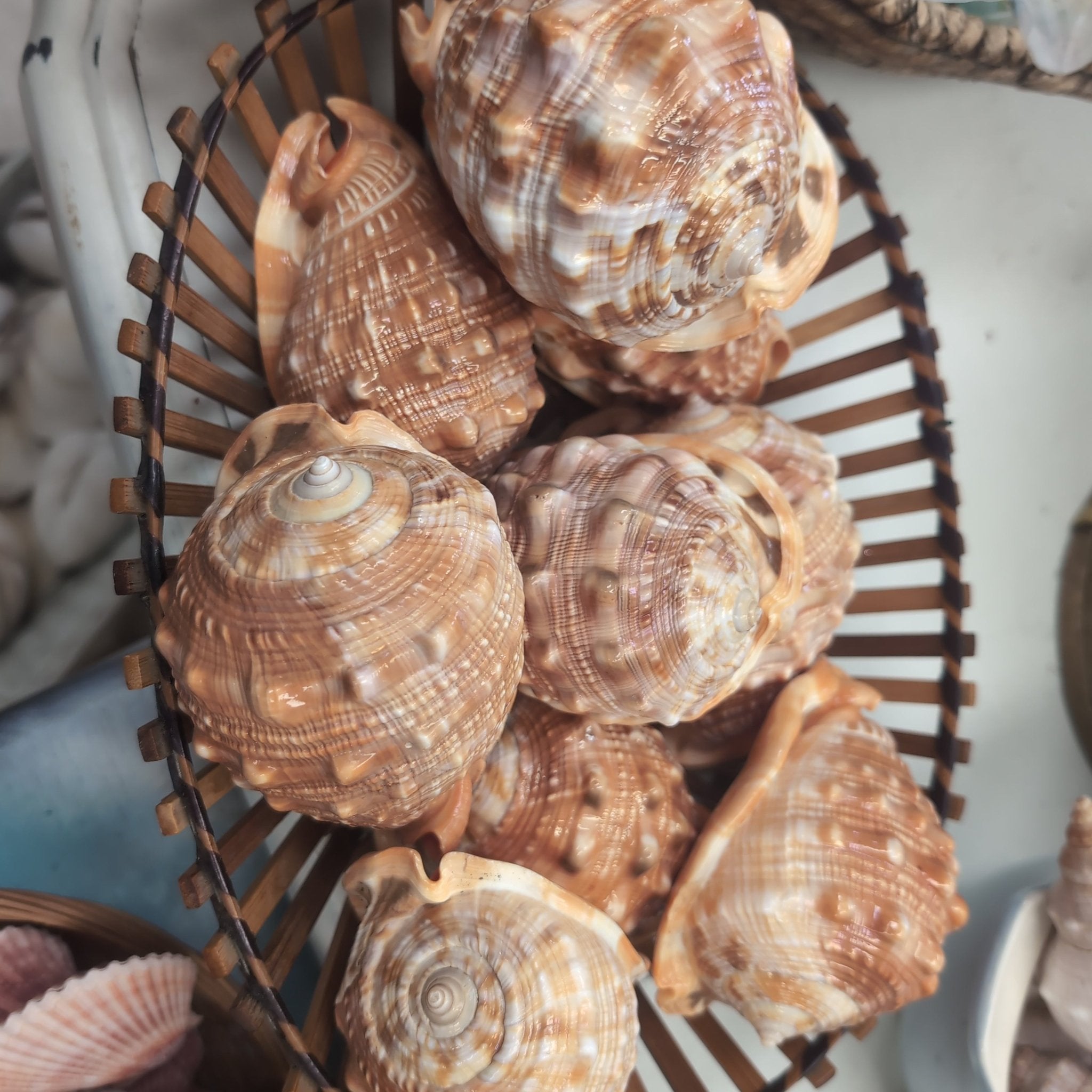 Select Stock- Bullmouth Cameo Helmet Shell Display – available in 2 sizes (Cypraecassis rufa)