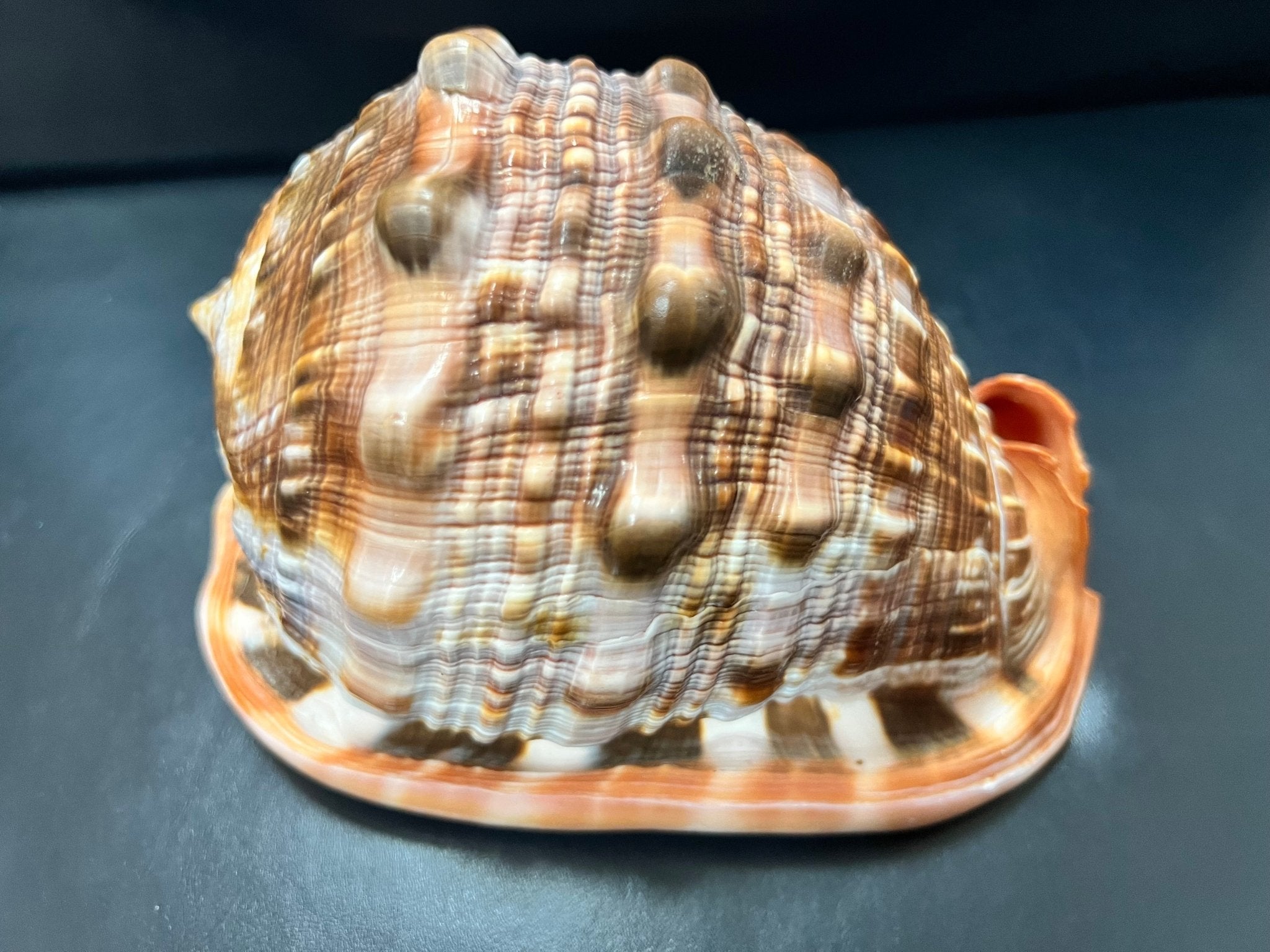 Bullmouth Cameo Helmet Shell 5-6"+ Cassis Rufa Select Premium Stock