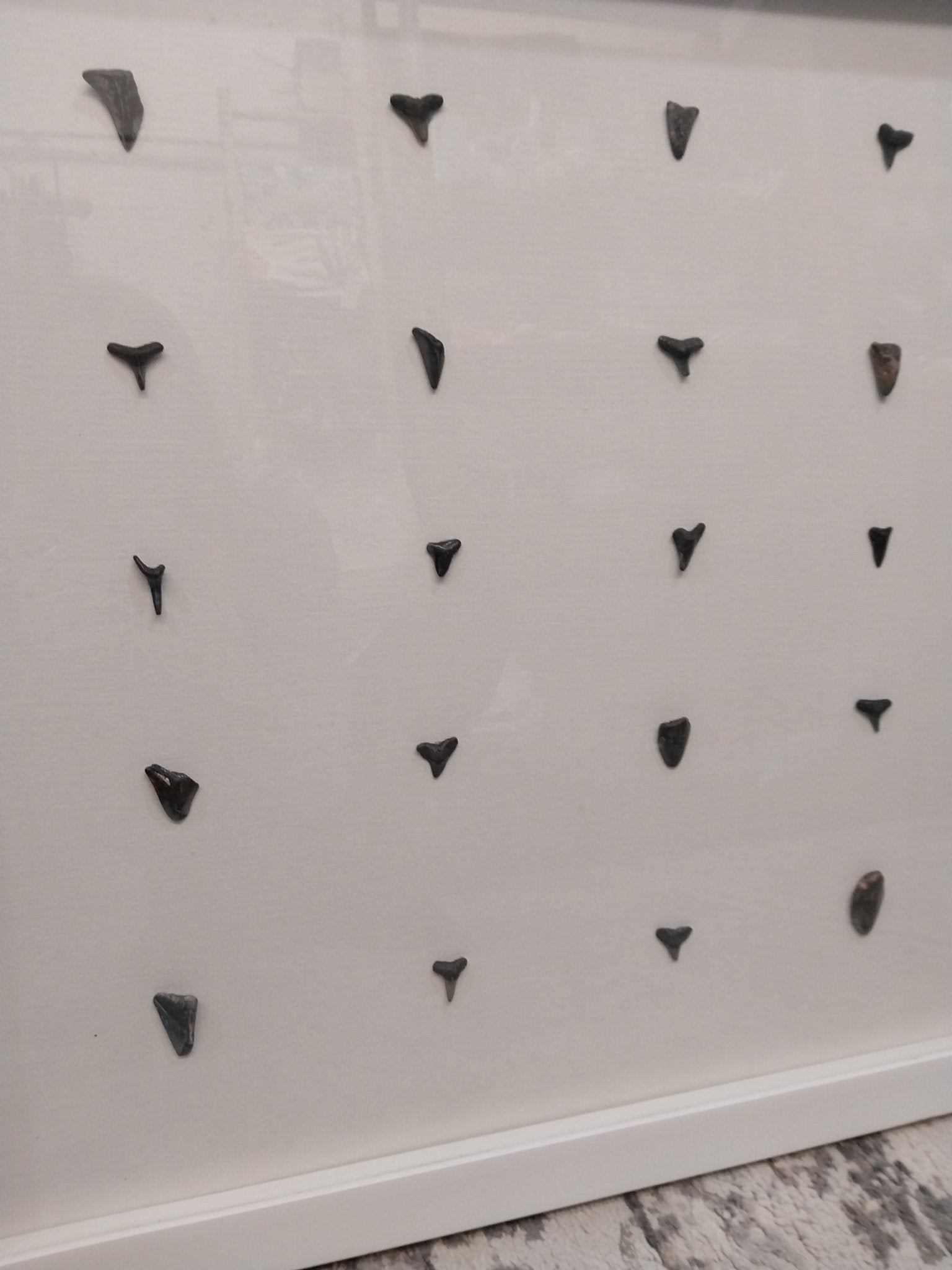 Shark teeth shadow box- Made to order