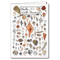 Shells of the Gulf of Mexico Greeting Card – 5" x 7" with Envelope