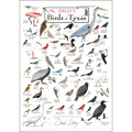 Sibley's Birds of Texas Poster – 19" x 27"