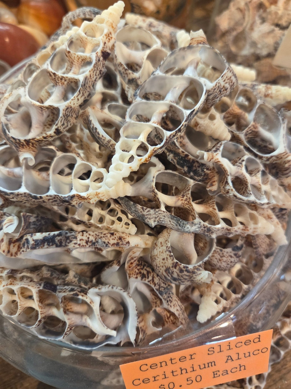 Sliced Cut Cerithium Aluco Shells