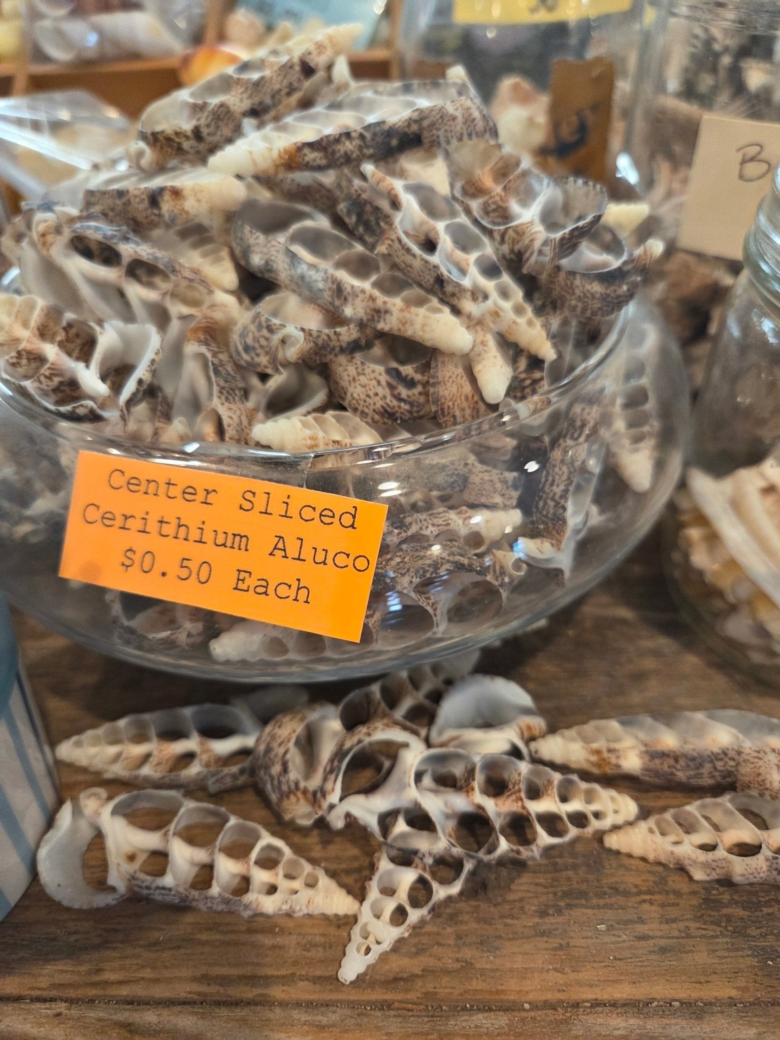 Sliced Cut Cerithium Aluco Shells
