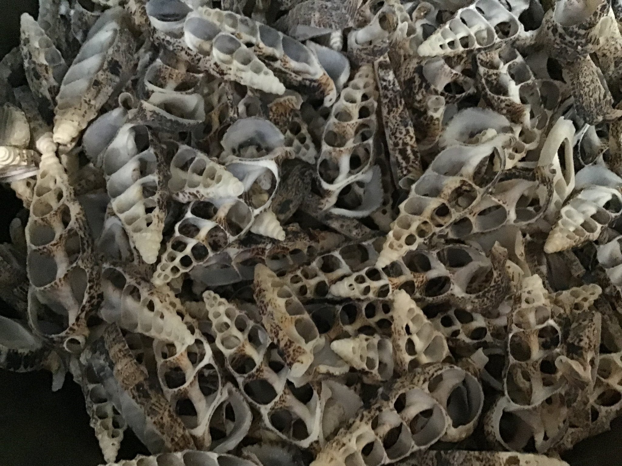 Sliced Cut Cerithium Aluco Shells