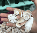 Sliced Cut Silver Lip Conch