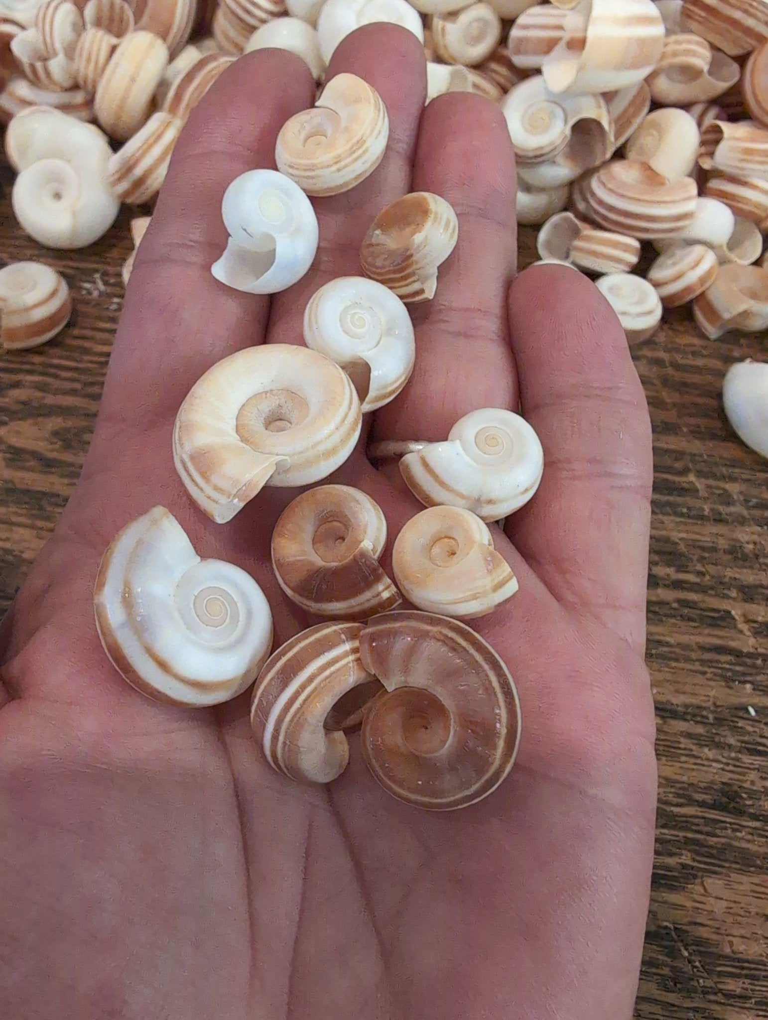 Small Rams Horn Shell