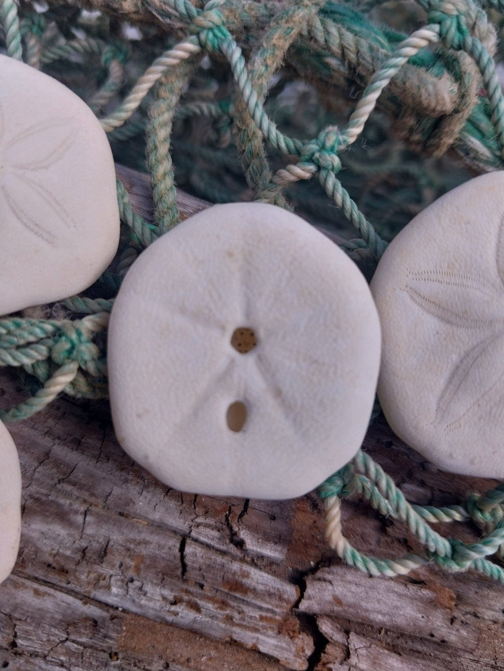 Small Sea Cookie Sand Dollar Shell