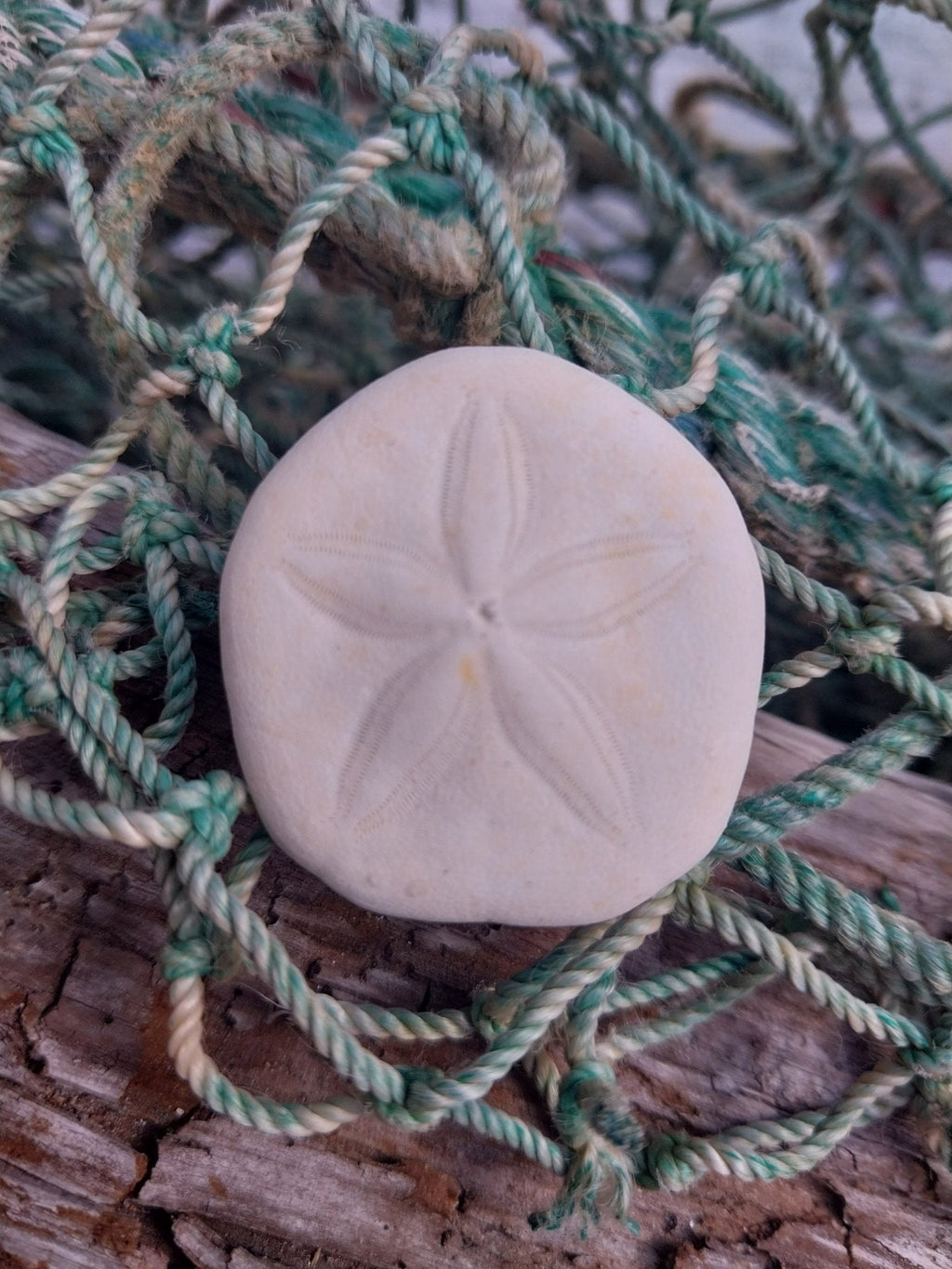 Small Sea Cookie Sand Dollar Shell