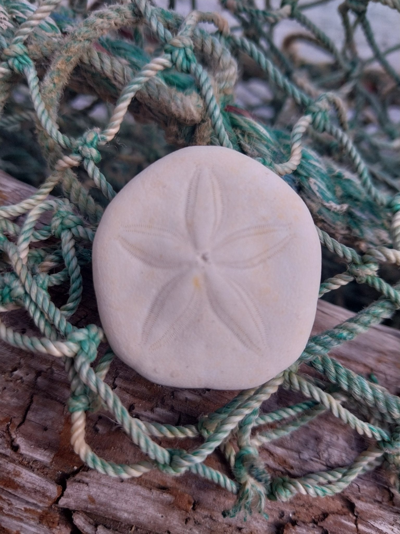 Small Sea Cookie Sand Dollar Shell