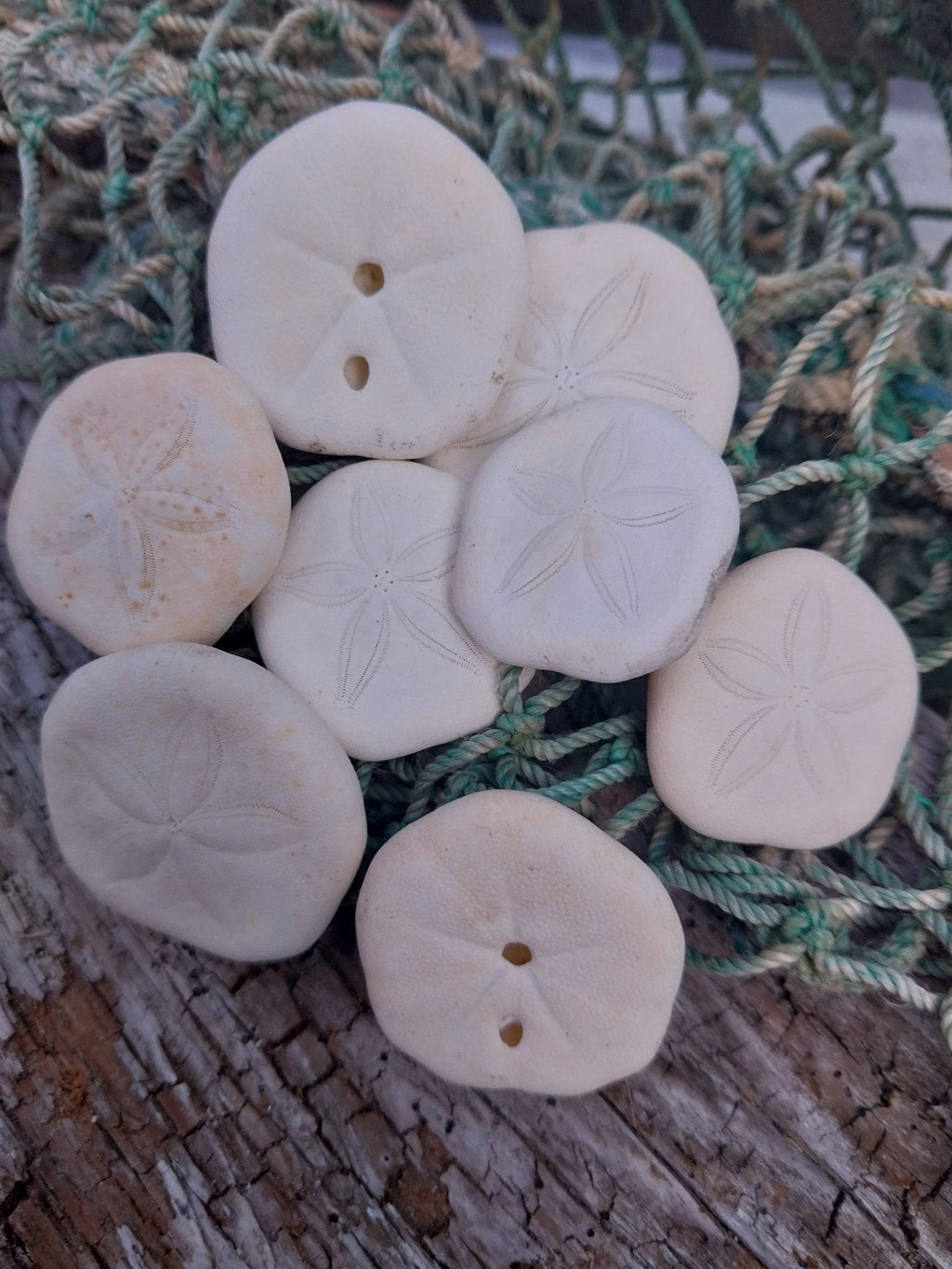 Small Sea Cookie Sand Dollar Shell