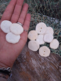 Small Sea Cookie Sand Dollar Shell