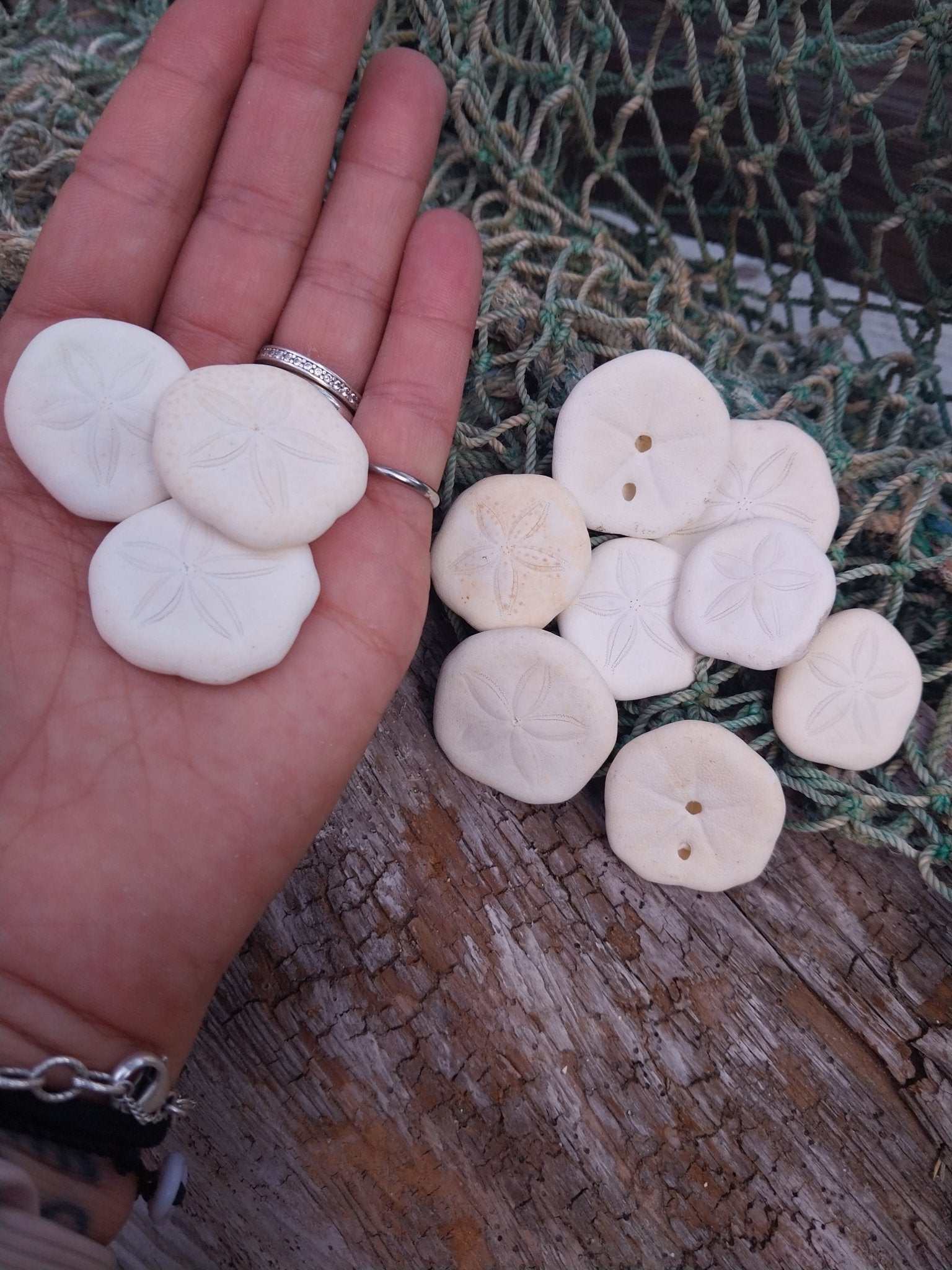 Small Sea Cookie Sand Dollar Shell