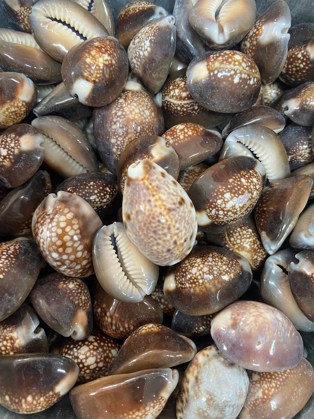 Snakehead Serpents Head Cowrie Shells Cyprea (Monetaria caputserpentis)