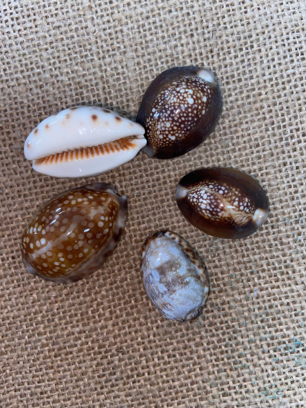 Snakehead Serpents Head Cowrie Shells Cyprea (Monetaria caputserpentis)