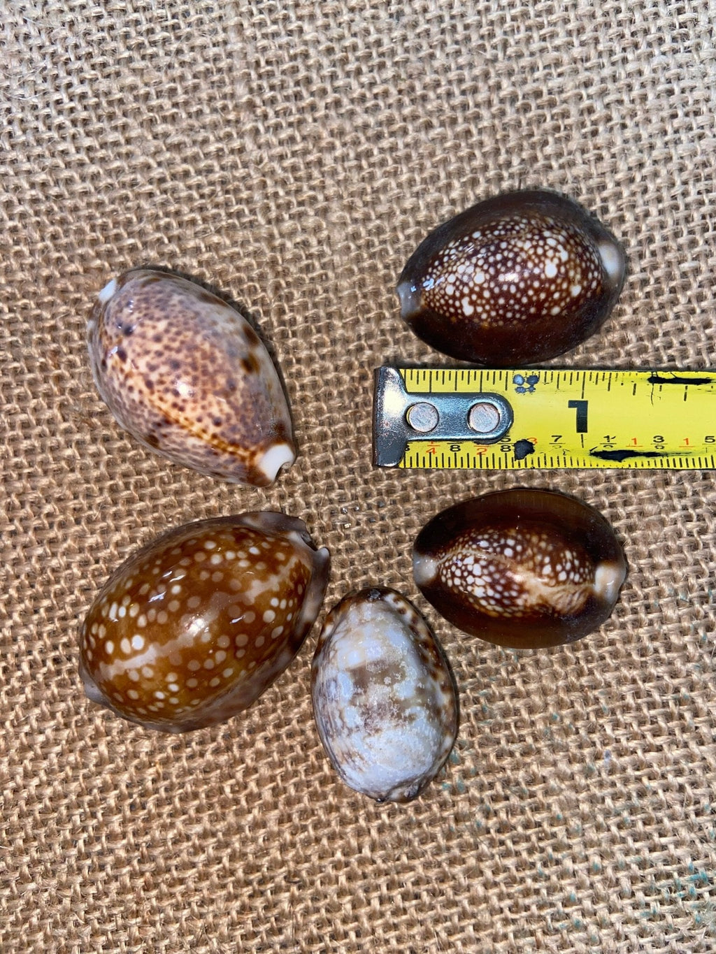 Snakehead Serpents Head Cowrie Shells Cyprea (Monetaria caputserpentis)