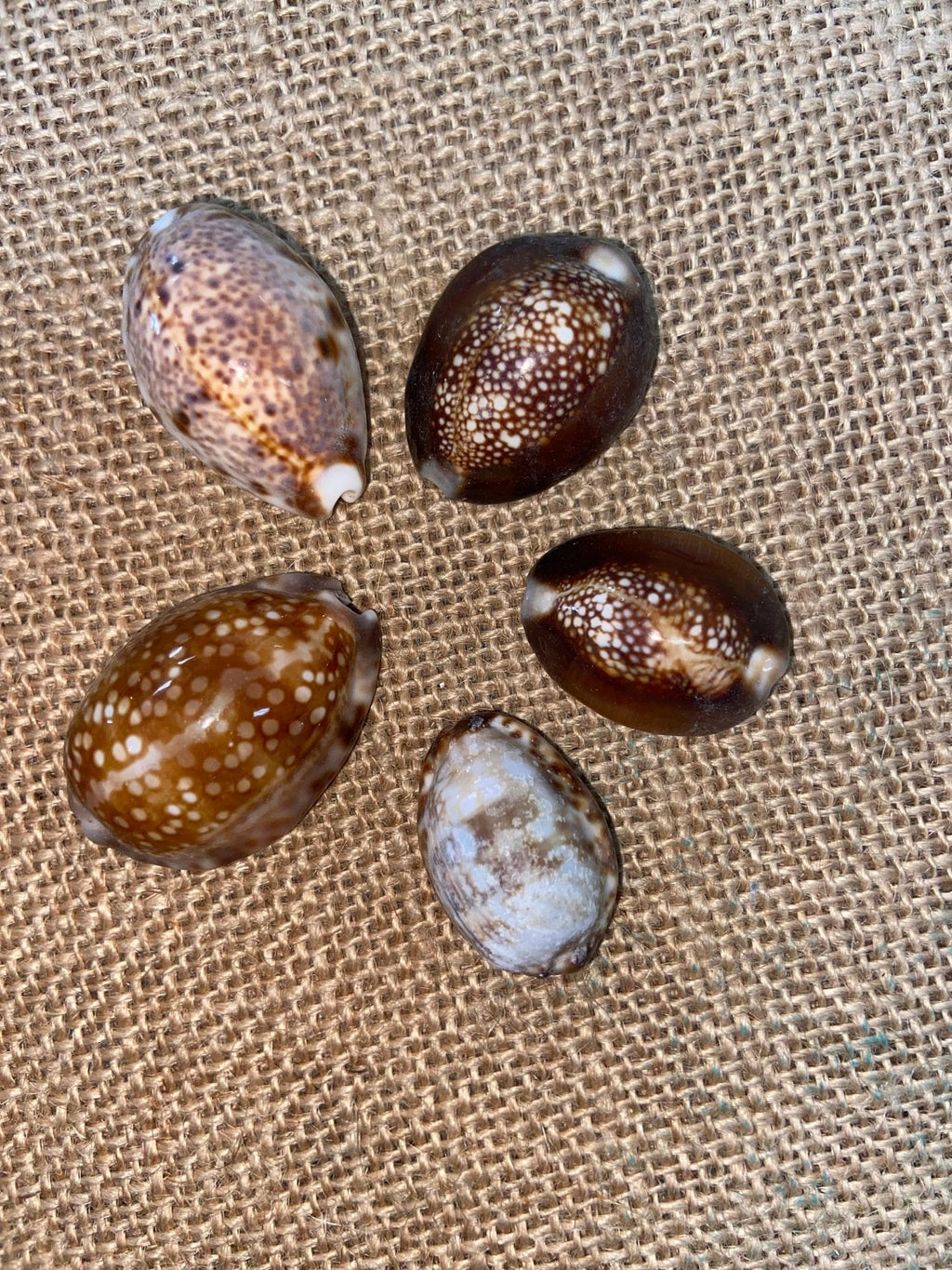 Snakehead Serpents Head Cowrie Shells Cyprea (Monetaria caputserpentis)