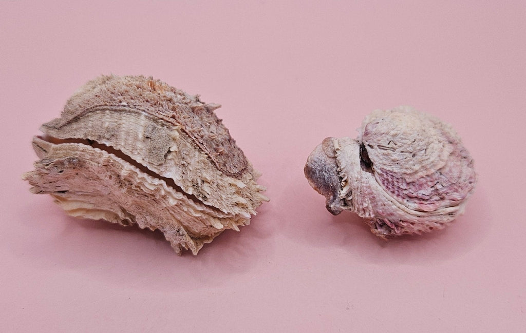 Specimen Spondylus Set with Documentation – Vintage 1965 Thorny Oyster Shells from Double Island, QLD